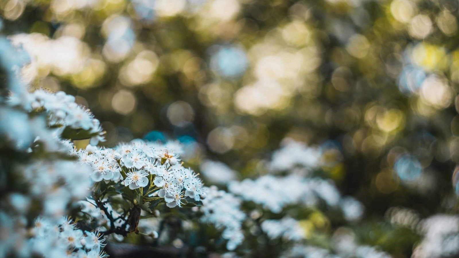 gallery-bg.jpg gallery-bg.jpg